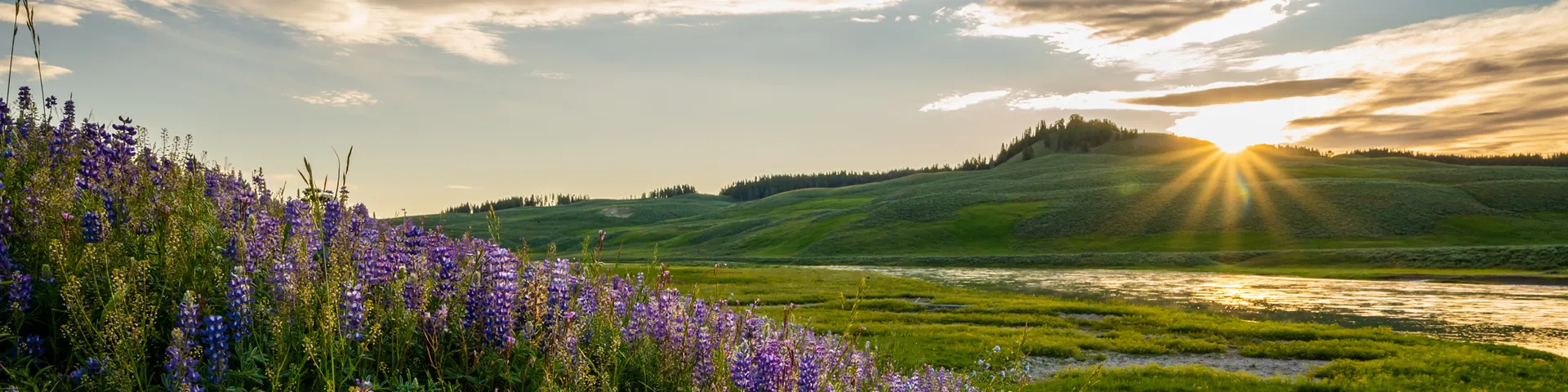 Strategies Banner Image